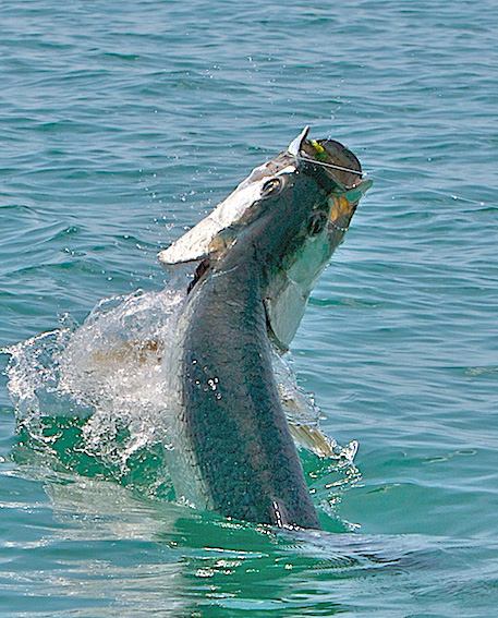 Jon Ziarnik's big Florida Keys Tarpon on Fly May 2009