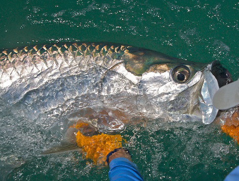 Releasing the Silver King, Florida Keys