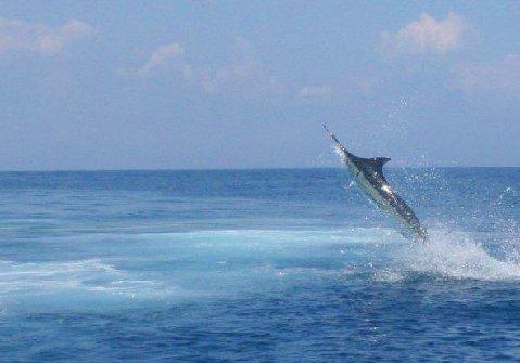 Casa Vieja Lodge Marlin on Fly Sailfish School, Guatemala