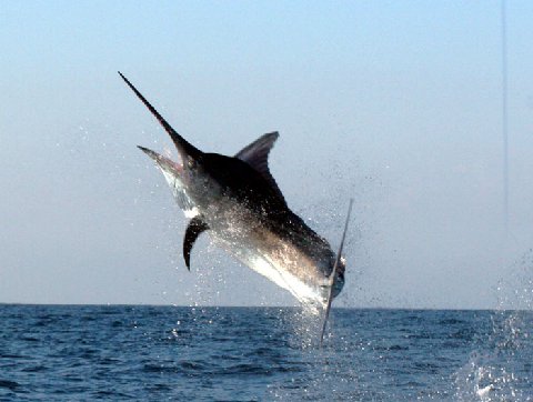 Black Marlin