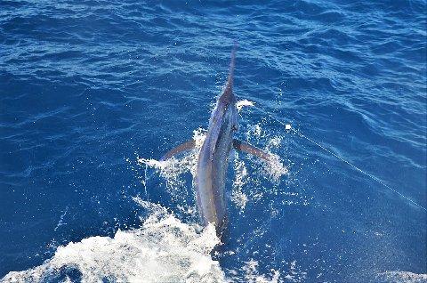 Blue Marlin on Fly by David Taylor, August 9, 2017 aboard vessel Dragin Fly, at The Costa Rica Blue Marlin fly-fishing School