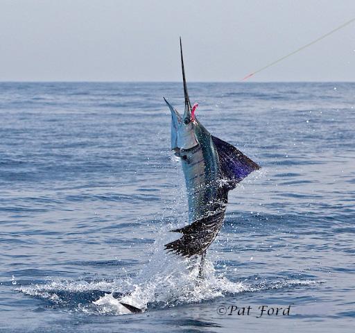 Sailfish on Fly, January 2011, Casa Vieja Lodge, The Sailfish School, Guatemala