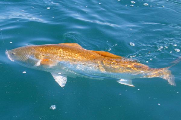 Giant Redfish on Fly