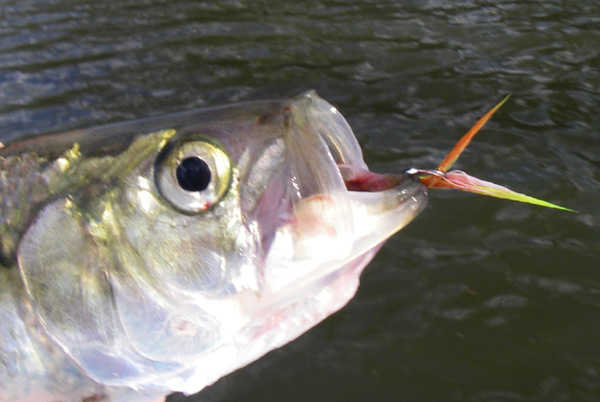 Roanoke River Hickory Shad April 2009