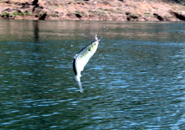 Jumping Hickory Shad on Fly