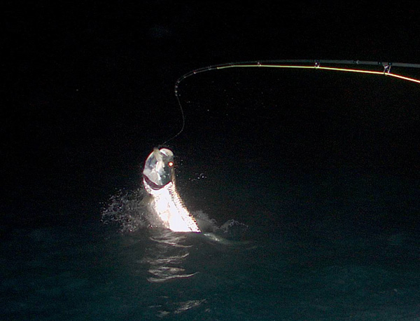 Florida Keys Night Time Jumping Tarpon, Don Butler April 17, 2009