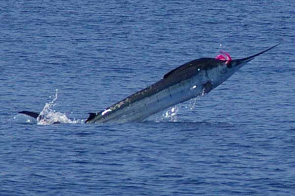 Marlin on fly