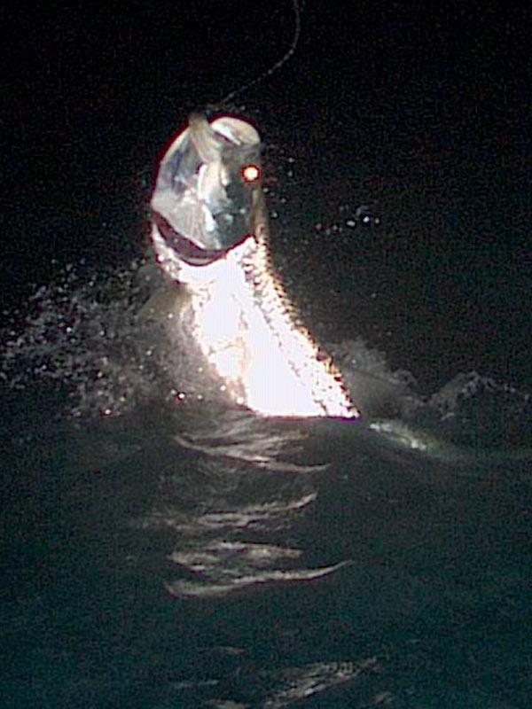 David Taylor, Tarpon on Fly, Vessel "Fly Reel" with Captain Jake Jordan