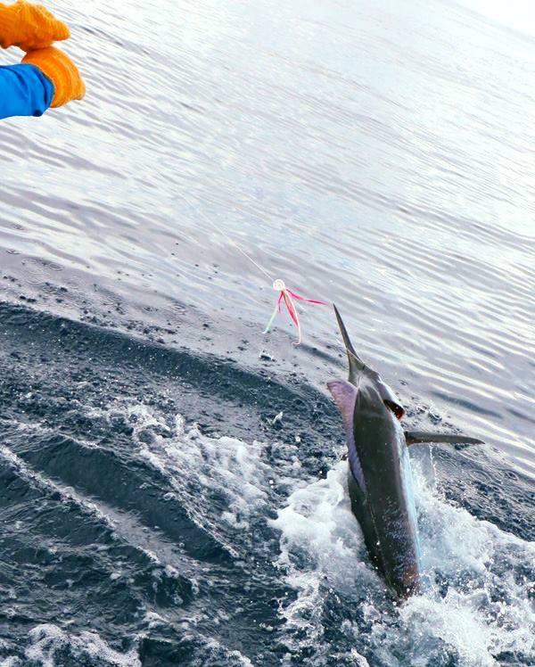 Forrest Young Releasing Blue Marlin on Fly aboard "Dragin Fly" at my "Costa Rica Blue Marlin Fly Fishing School, June 2018