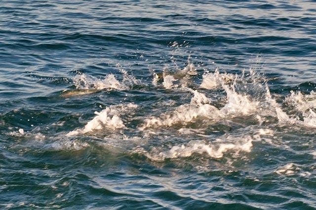 Cape Lookout Shoal Bait Ball