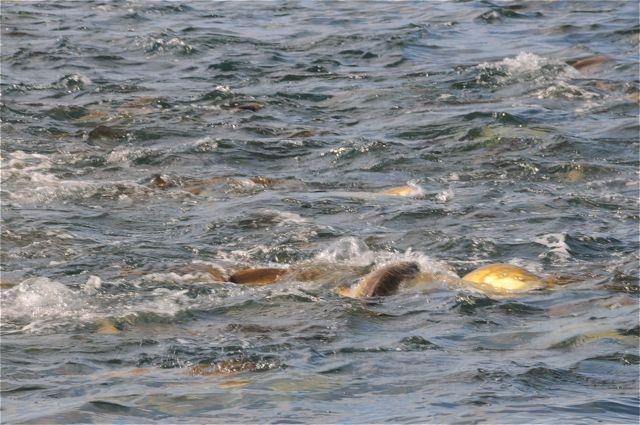 Drum Bait Ball, Brian Horsley Photo