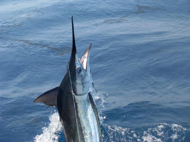 Guatemalan Blue Marlin