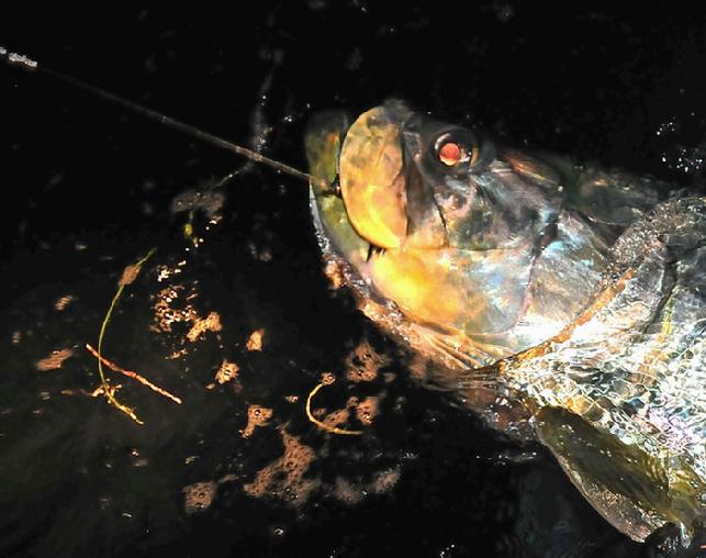 Brian Horsley, big night fly caught, Tarpon ready for Release April 27, 2011