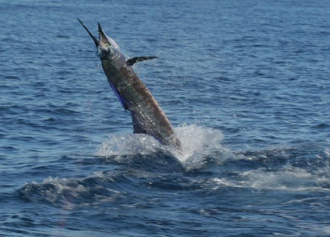Sailfish off of Cape Lookout by Jason