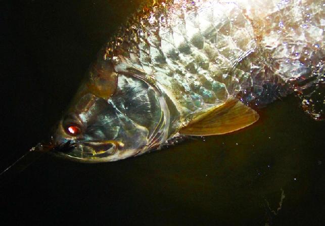 Tarpon on Fly, aboard vessel "Fly Reel" with Captain Jake Jordan, in "Tarpon World"