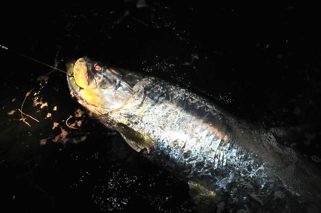 Large Female Tarpon on Fly, May 2011, Smoot Carter Angler, with Captain Jake Jordan aboard "FLY REEL"