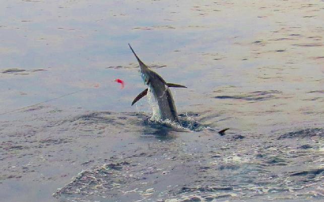 Don Butlers third Bue Marlin of this trip, Dragin Fly, July 2016