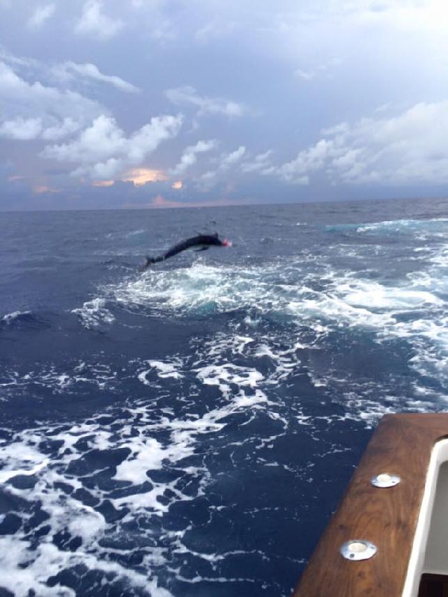 Craig Machado angler, Jumping Blue Marlin, June 2017, Blue Marlin School, vessel Dragin Fly, Jake Jordan Photo