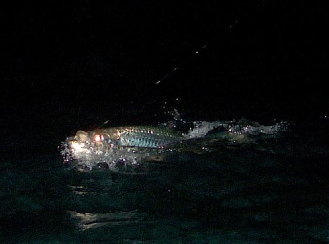 Tarpon on fly Michael Thompson, April 2016, aboard vessel "Fly Reel", Tarpon World