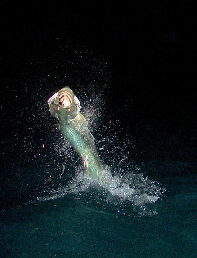 Tarpon Fishing at Night - Tailing Water Expeditions